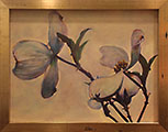 Dogwood in Bloom