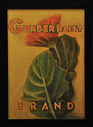 Gerber Daisy Brand