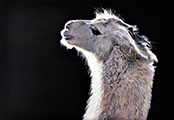 Larry - The Alpaca