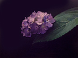 Madonna Hates Hydrangeas