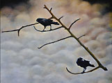 Out on a Limb