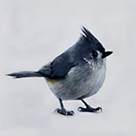 Titmouse I