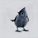Titmouse II